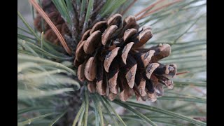 How to identify red pine Pinus resinosa [upl. by Marjie889]