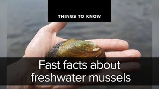 Fast facts about freshwater mussels  Things to Know [upl. by Lemmor537]