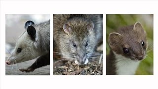 New Zealands Most Wanted Possums Rats Stoats [upl. by Yeroc]