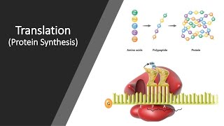 Translation protein synthesis [upl. by Secundas]