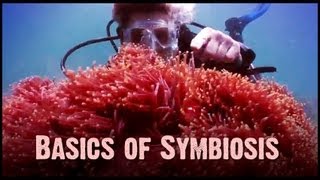 Symbiosis Mutualism Commensalism and Parasitism [upl. by Yenffad343]