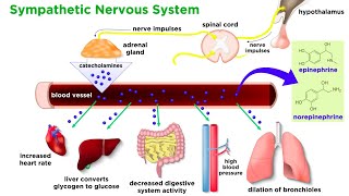 The Physiology of Emotion and Stress [upl. by Emiaj]