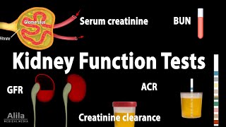 Kidney Function Tests Animation [upl. by Azerila451]