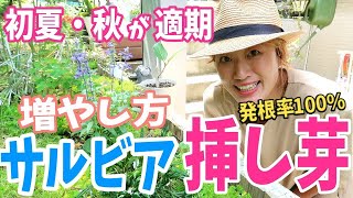 【サルビア】増やし方〜挿し芽・6月と10月が適期〜発根率100！！ポット上げ（植え替え）もしたよ♫ [upl. by Emiline]