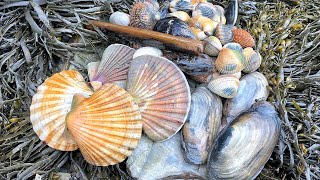 Coastal Foraging  Scallops Cockles Clams and Mussels Beach Cook Up  The Fish Locker [upl. by Trilbi465]