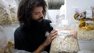 Mycelium Production Block Incubation for Mushroom Cultivation  Southwest Mushrooms [upl. by Daren406]