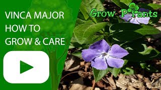 Vinca major plant  How to grow amp care [upl. by Nyl998]