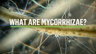 MYCORRHIZAE How does the symbiosis take place [upl. by Coleman]