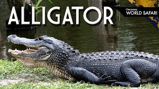 9 Alligator Fun Facts [upl. by White997]