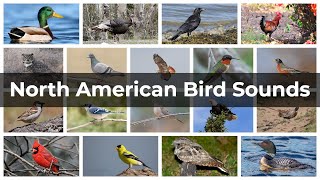 North American Bird Sounds  Compilation [upl. by Limhaj]