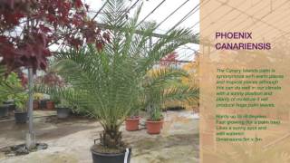 Phoenix canariensis [upl. by Range]