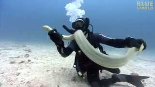 Diver Catches Venomous Sea Snake [upl. by Sadnalor]